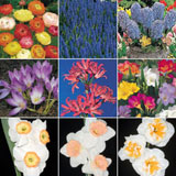 Visit the flower bulb shop
