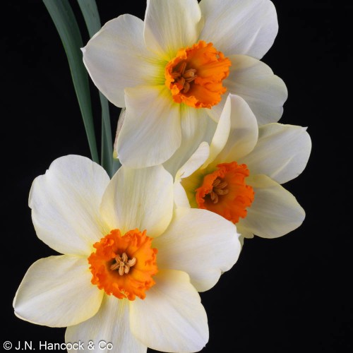 BARRETT BROWNING BARRETT BROWNING