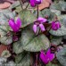 CYCLAMEN purpurascens