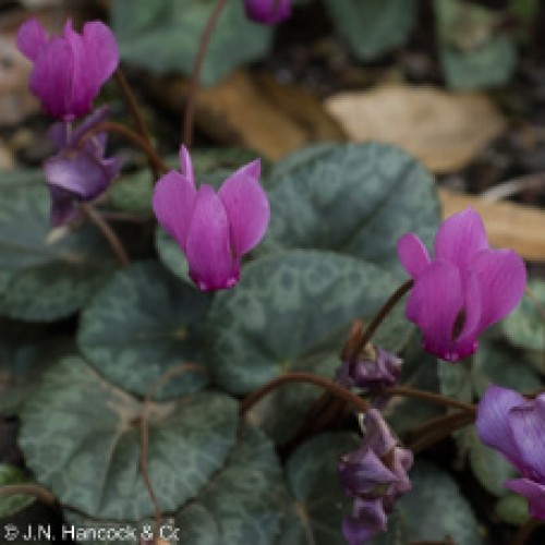 CYCLAMEN purpurascens
