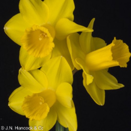 SPERRIN GOLD SPERRIN GOLD