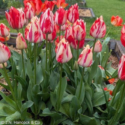 TULIP 'Spryng Break'