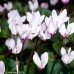 CYCLAMEN coum
