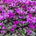 CYCLAMEN coum