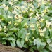 TROUT LILY Pagoda
