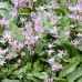 TROUT LILY Rose Beauty