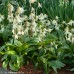TROUT LILY White Beauty