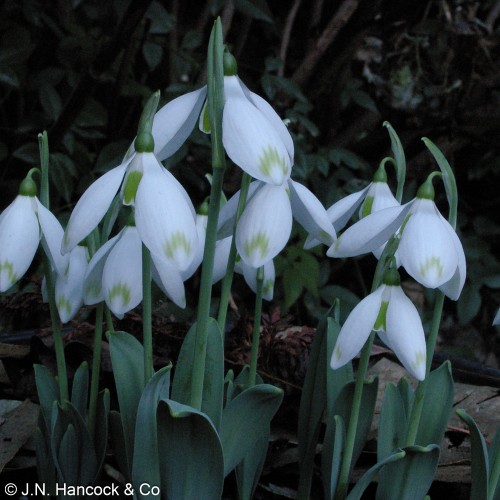 GALANTHUS 'Sylvan Vale Hybrids'