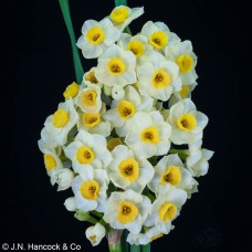 ISLAND PRIDE ISLAND PRIDE