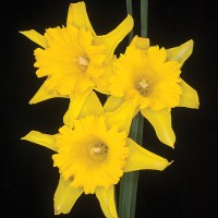 POT OF GOLD (early yellow daffodil)