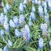 MUSCARI 'Valerie Finnis'