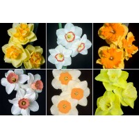 EMBELLISH COLLECTION - 18 Bulbs