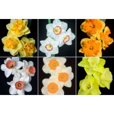 EMBELLISH COLLECTION - 18 Bulbs