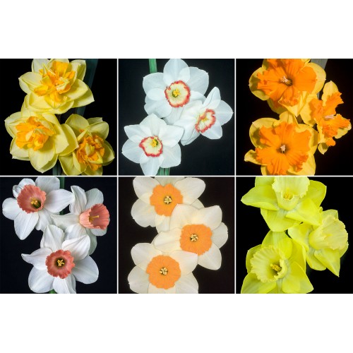 EMBELLISH EXTRA COLLECTION - 30 Bulbs