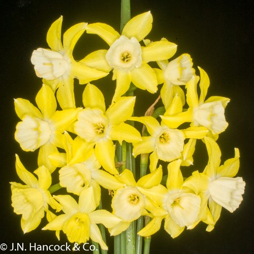 BINKIEBELL BINKIEBELL