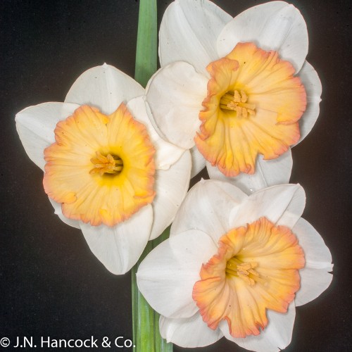 CONFECTION CONFECTION