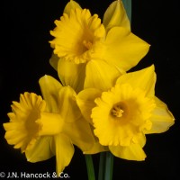POT OF GOLD (late yellow daffodil)
