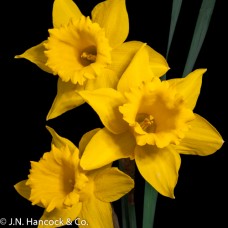 POT OF GOLD (mid yellow daffodil)