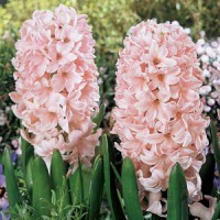 HYACINTH China Pink