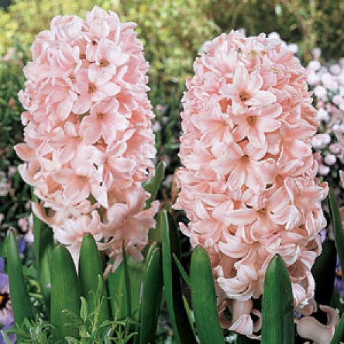 HYACINTH China Pink