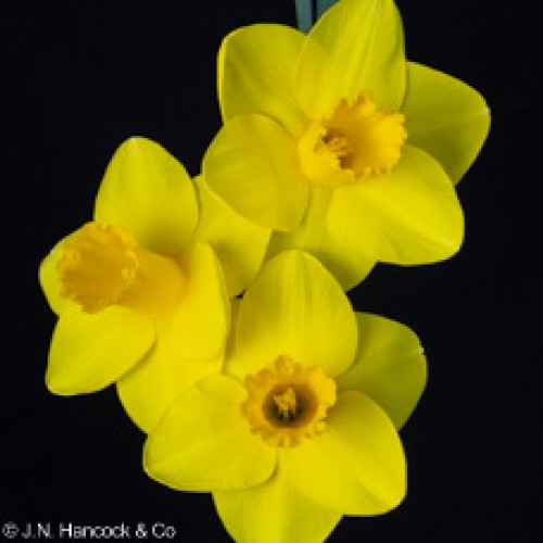 IMPECCABLE IMPECCABLE