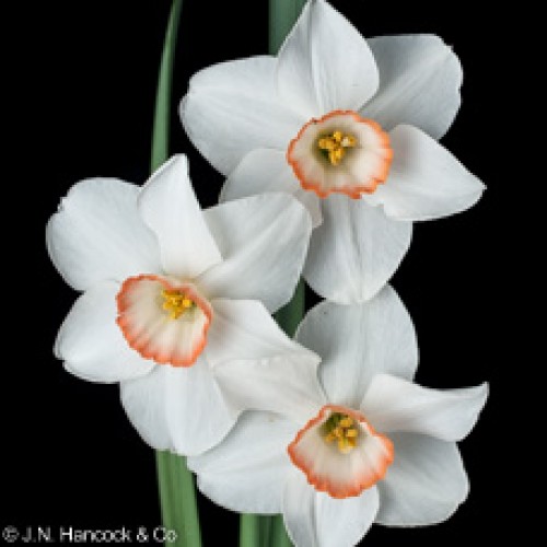 LIEBESLEID LIEBESLEID