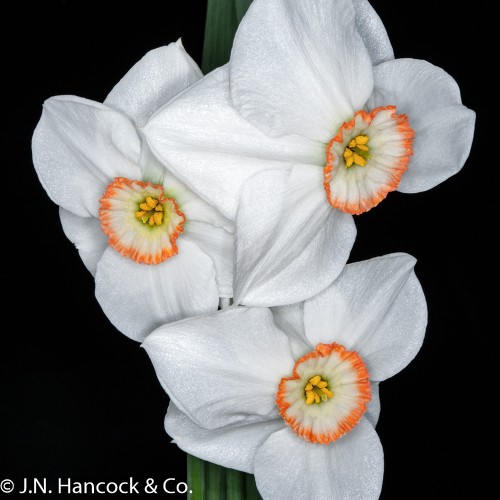 MISTY MOON MISTY MOON