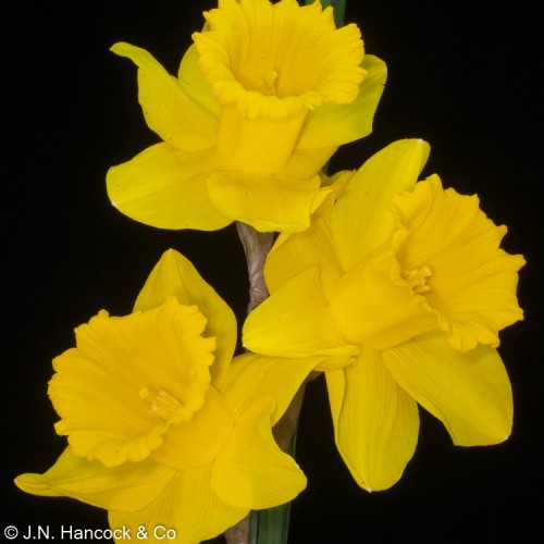 PEERLESS GOLD PEERLESS GOLD