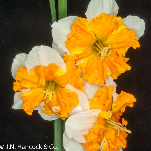 SAFFRON QUEEN