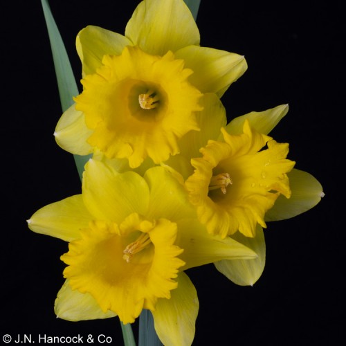 STANDARD VALUE STANDARD VALUE