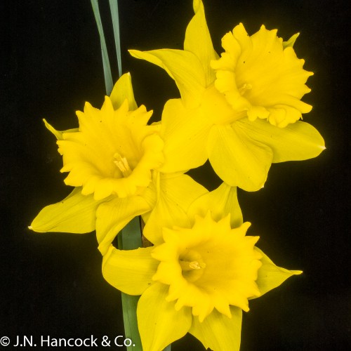 WANDIN GLORY WANDIN GLORY