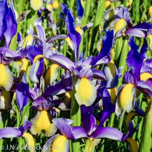 DUTCH IRIS Miss Saigon