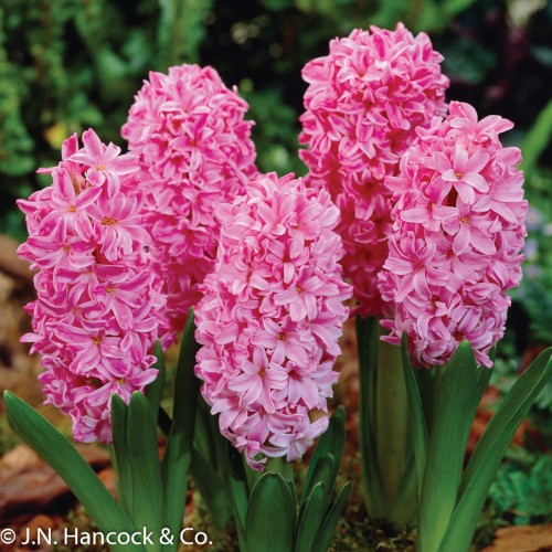 HYACINTH Pink Pearl HYACINTH Pink Pearl