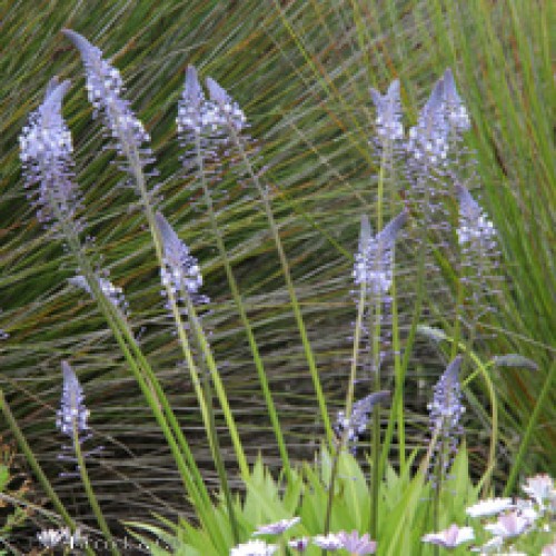 Scilla hyacinthoides, Blue squill