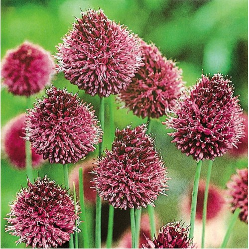 ALLIUM sphaerocephalon