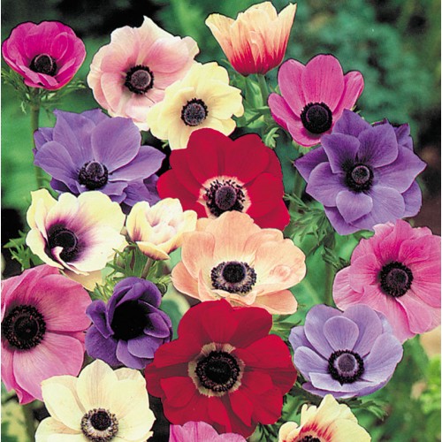 ANEMONE 'De Caen'
