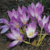 COLCHICUM byzantinium