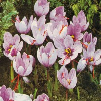 CROCUS sativus - Saffron