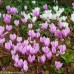 CYCLAMEN hederifolium large