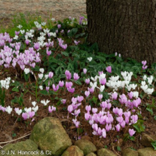 CYCLAMEN hederifolium large