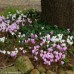 CYCLAMEN hederifolium