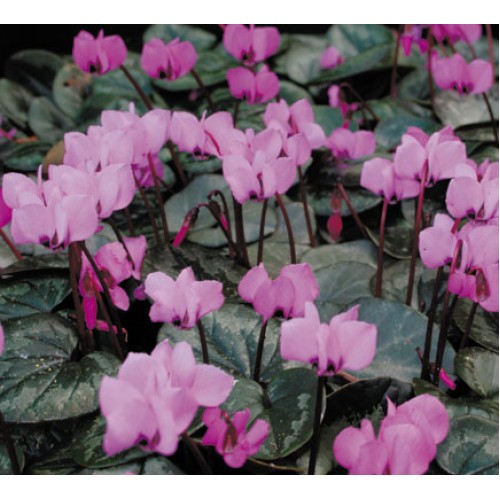 CYCLAMEN coum