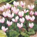 CYCLAMEN hederifolium