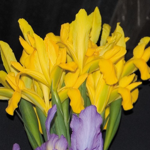 DUTCH IRIS Golden Beauty