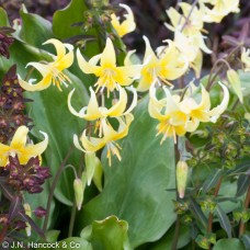 TROUT LILY Pagoda