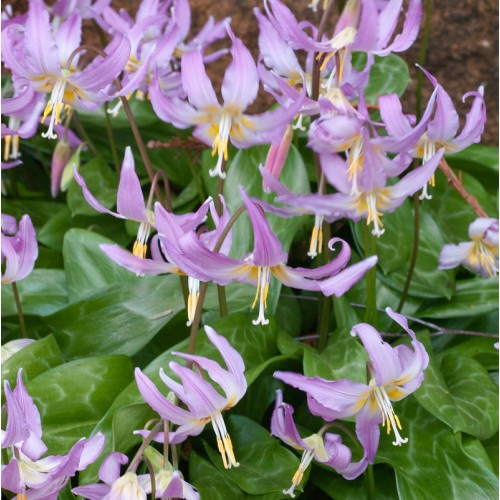 TROUT LILY Rose Beauty