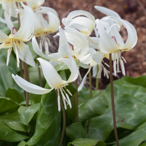 TROUT LILY White Beauty