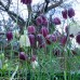 FRITILLARIA meleagris