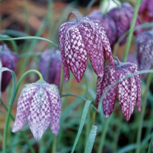 FRITILLARIA meleagris