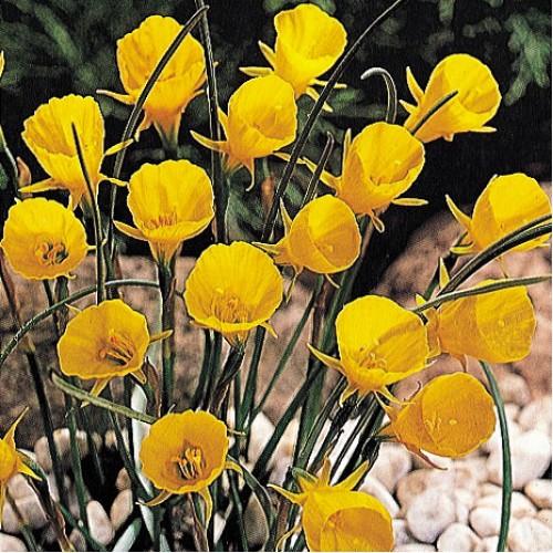 HOOP PETTICOAT-Yellow